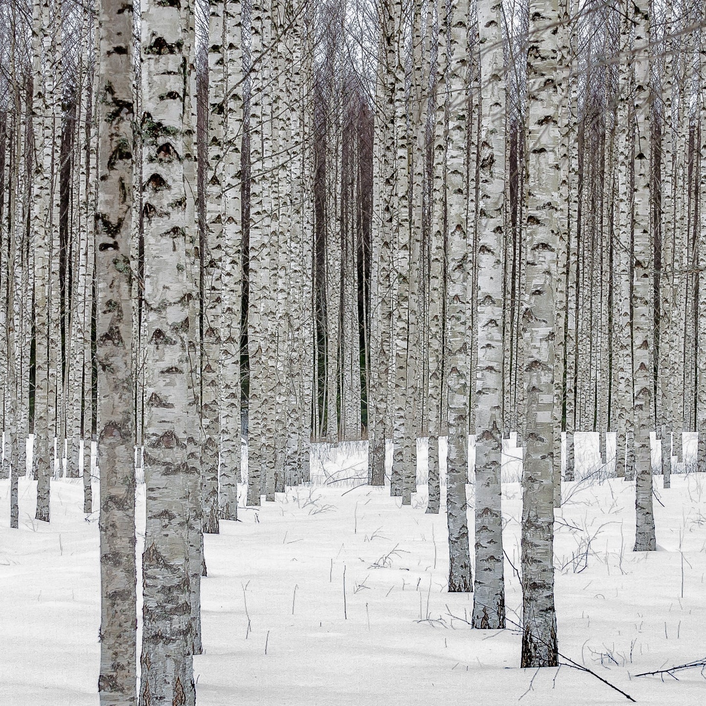 North Woods - 16oz Soy Wax, Wood Wick Candle